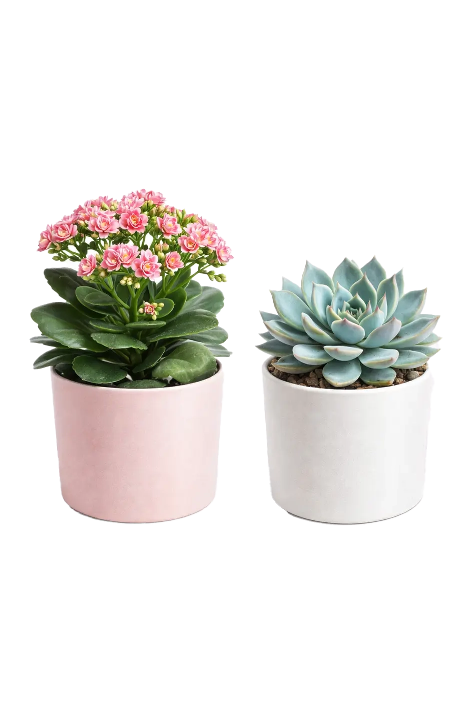 Горшечные растения