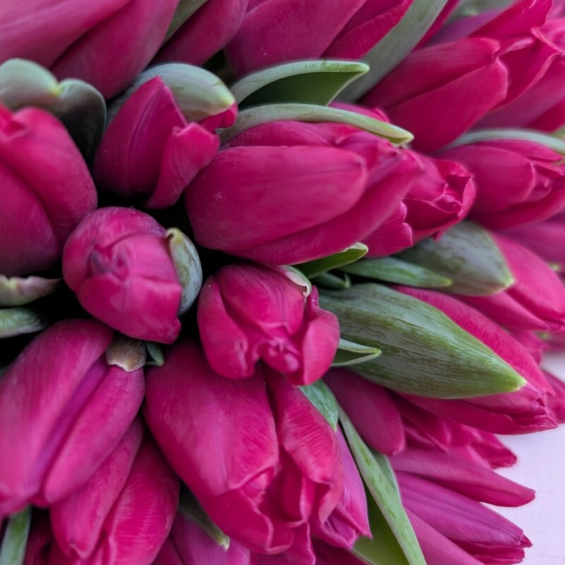 Букет тюльпанов #2