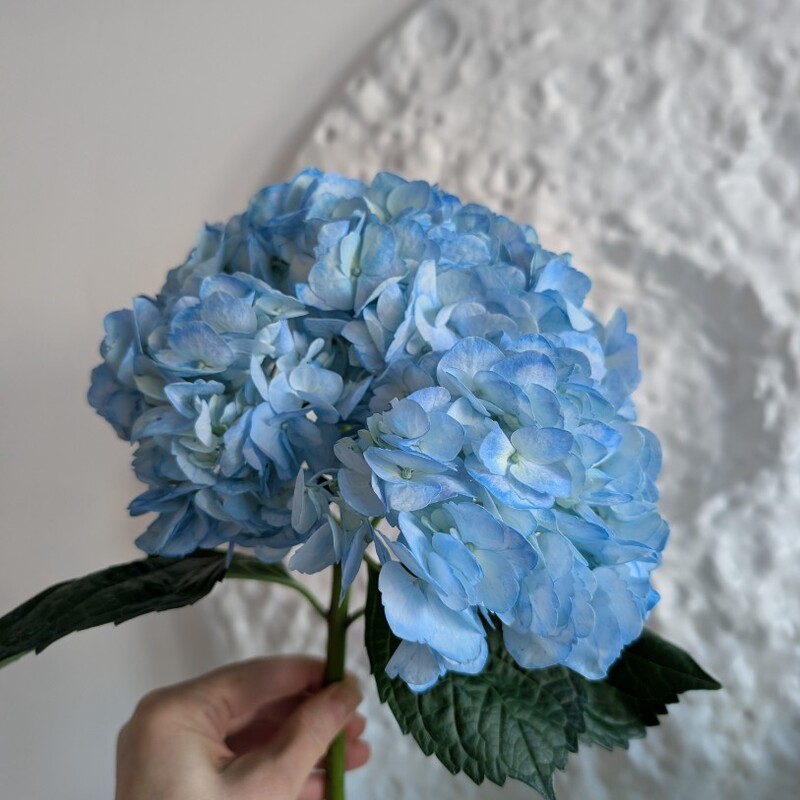 Гортензия голубая