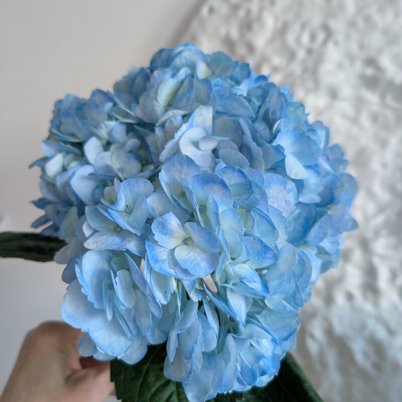 Гортензия голубая