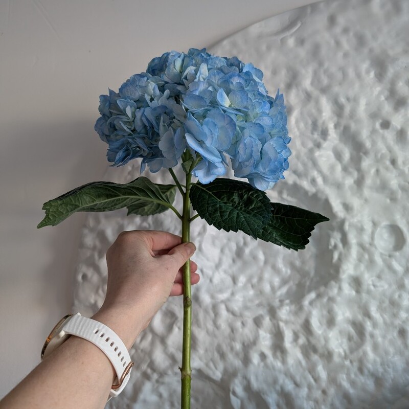 Гортензия голубая