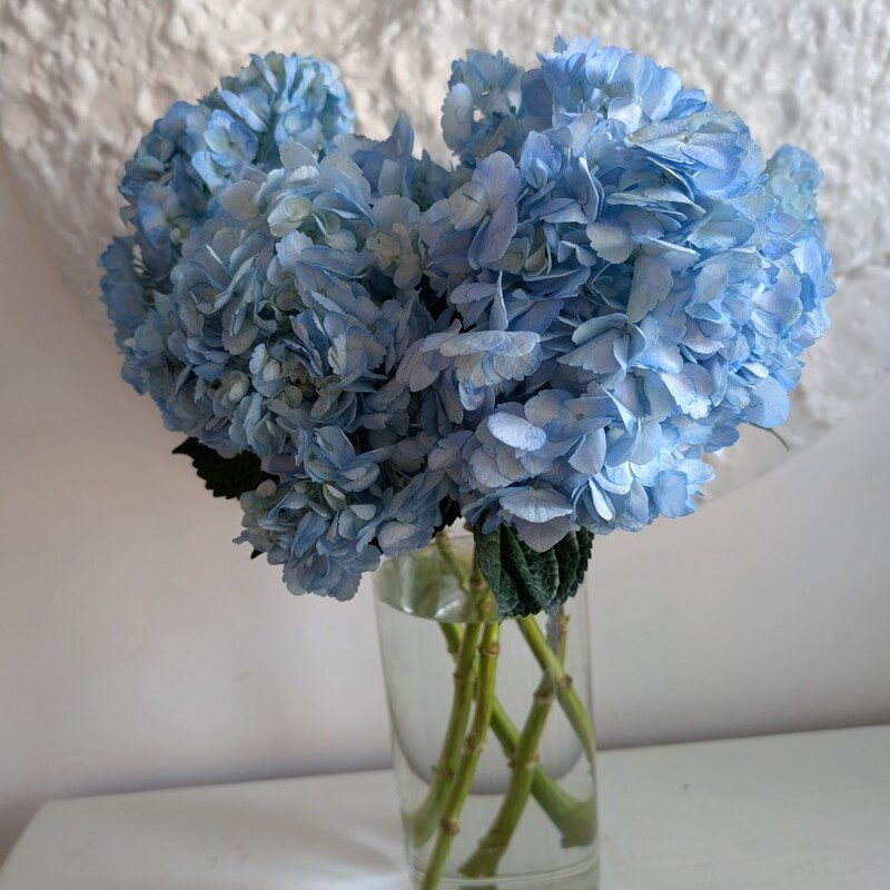 Гортензия голубая