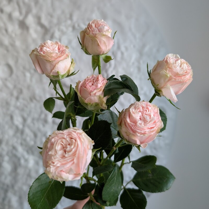 Роза кустовая розовая Мадам Бомбастик