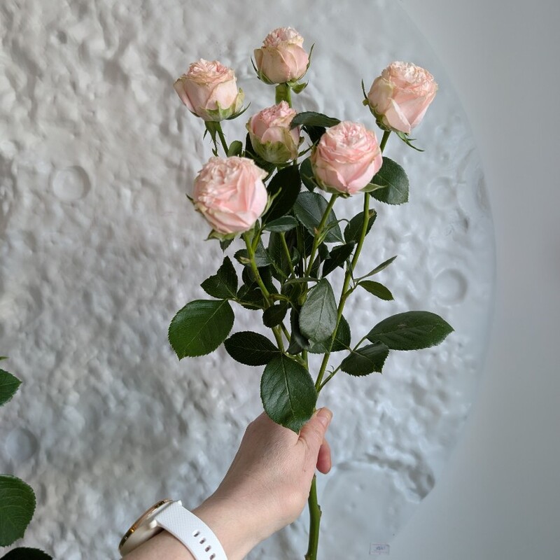 Роза кустовая розовая Мадам Бомбастик