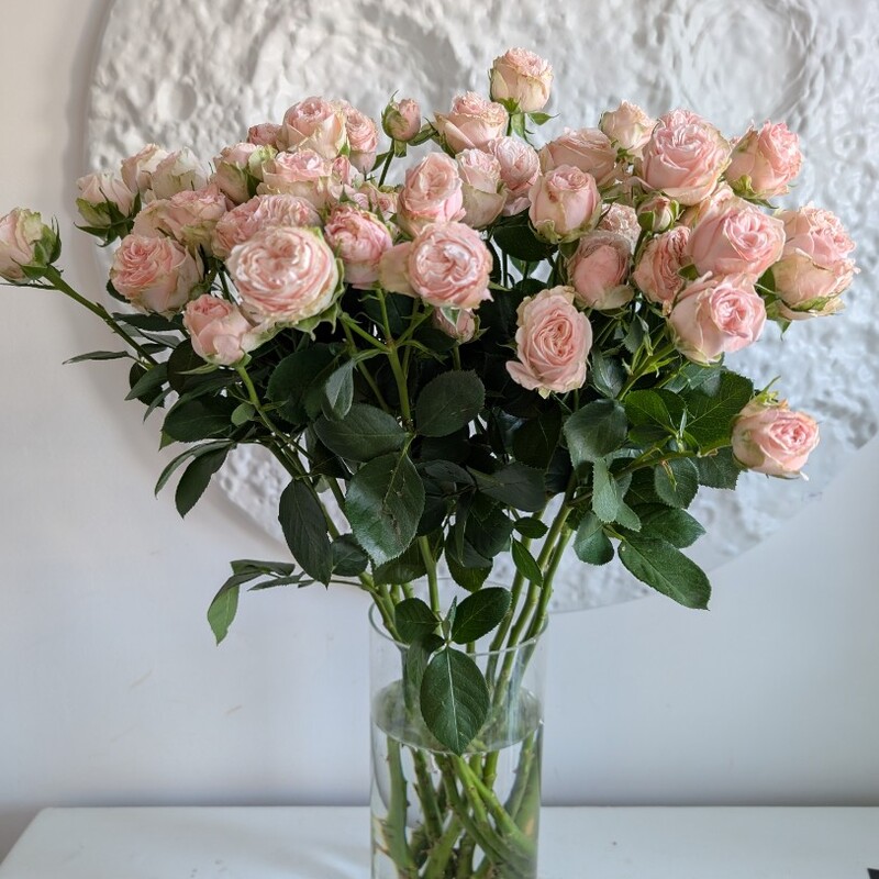 Роза кустовая розовая Мадам Бомбастик