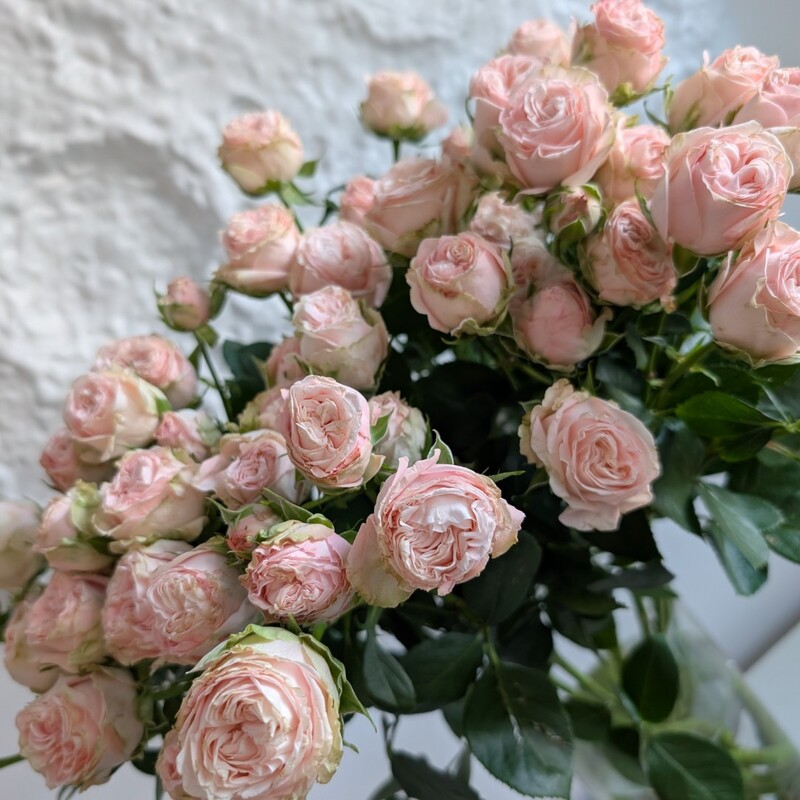 Роза кустовая розовая Мадам Бомбастик