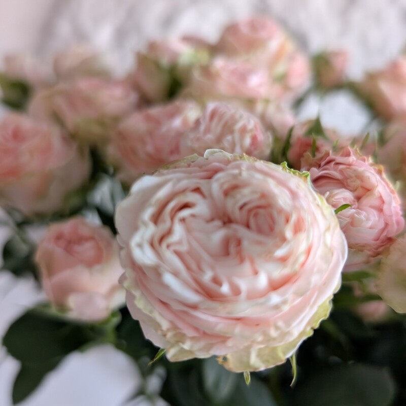 Роза кустовая розовая Мадам Бомбастик