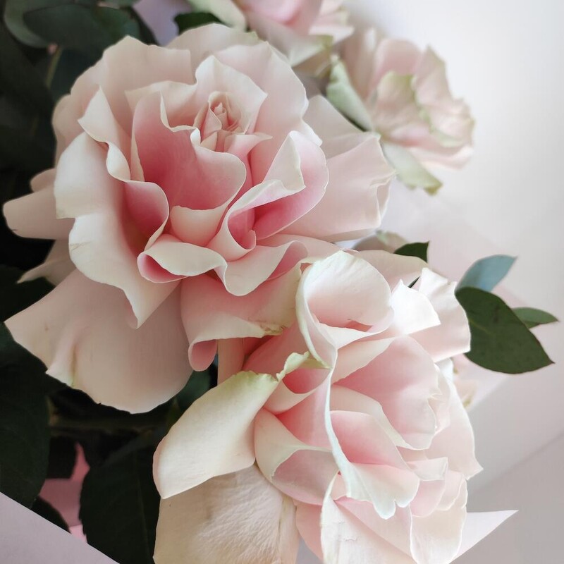 Букет розовых французских роз с эвкалиптом