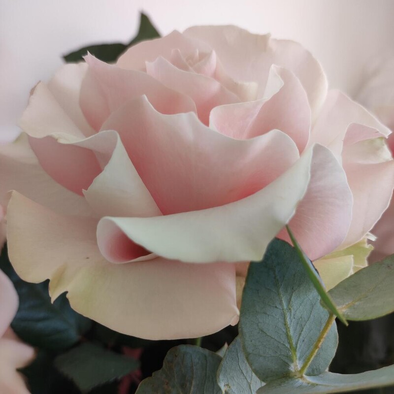 Букет розовых французских роз с эвкалиптом