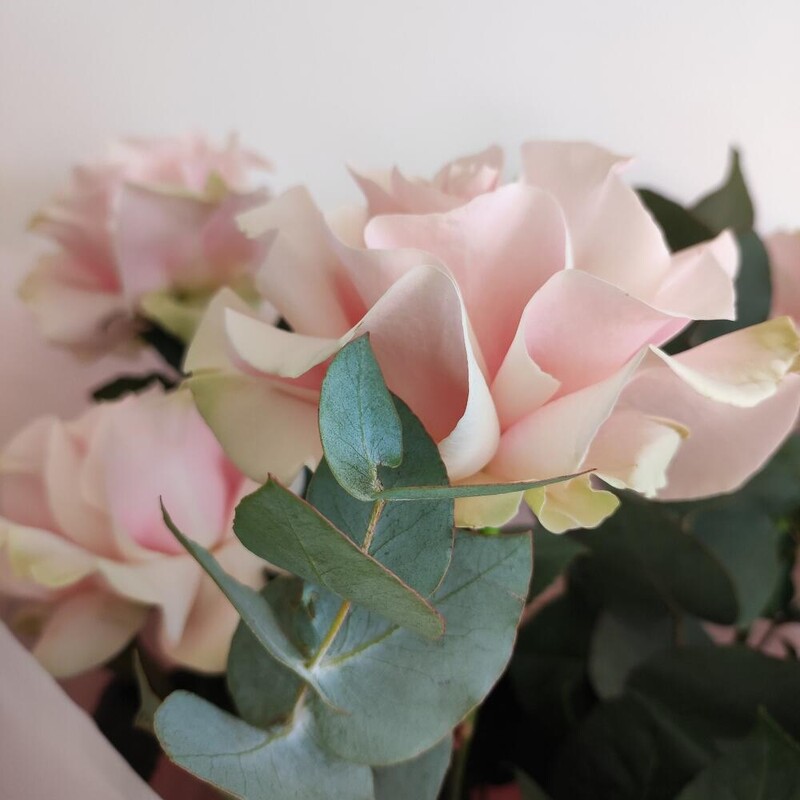 Букет розовых французских роз с эвкалиптом