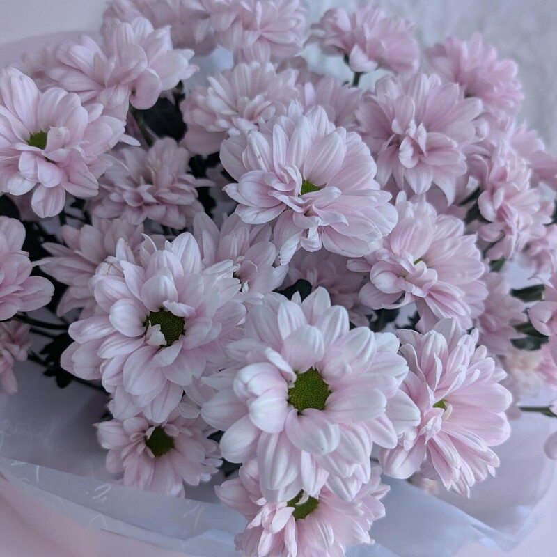 75 розовых ромашек