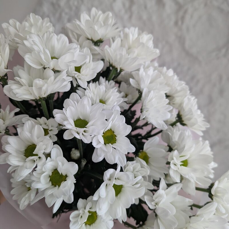 75 белых ромашек