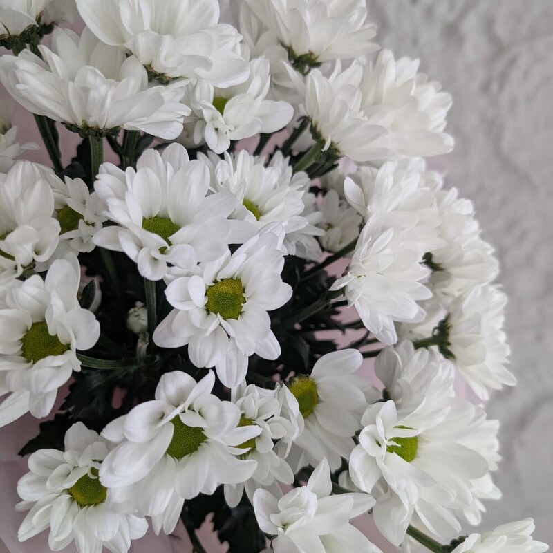 75 белых ромашек