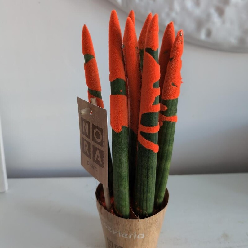 Сансиверия с напылением Оранж