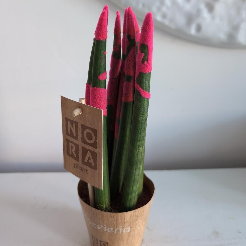 Сансиверия с напылением Малиновая