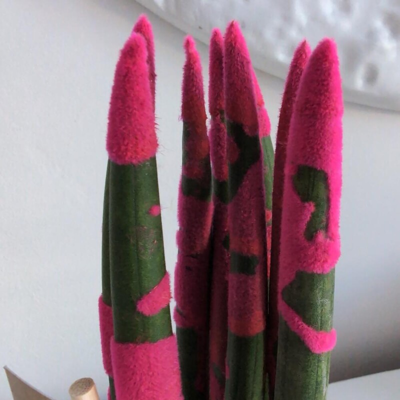 Сансиверия с напылением Малиновая