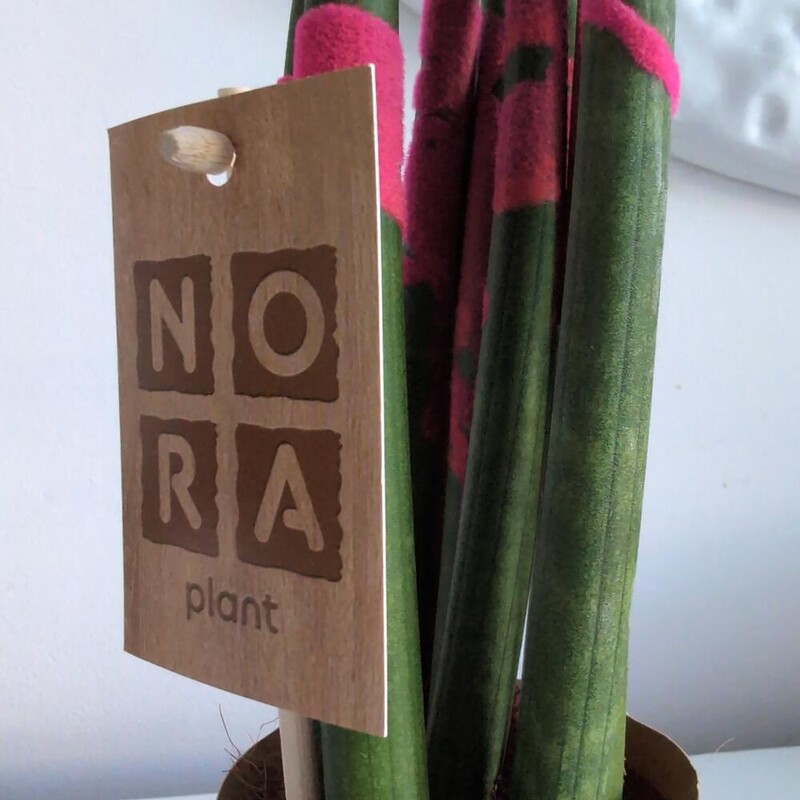 Сансиверия с напылением Малиновая