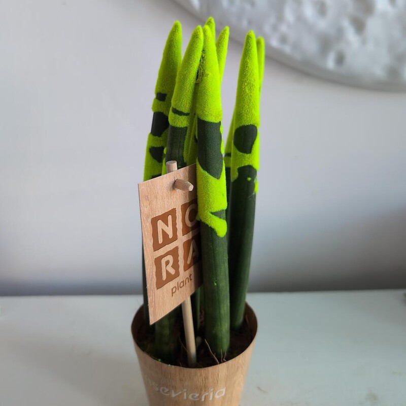 Сансиверия с напылением Желтая