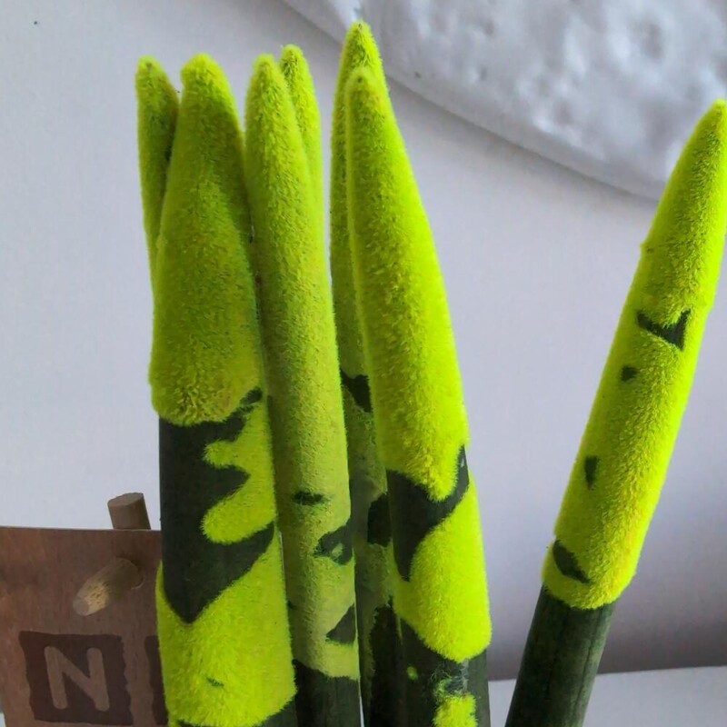 Сансиверия с напылением Желтая