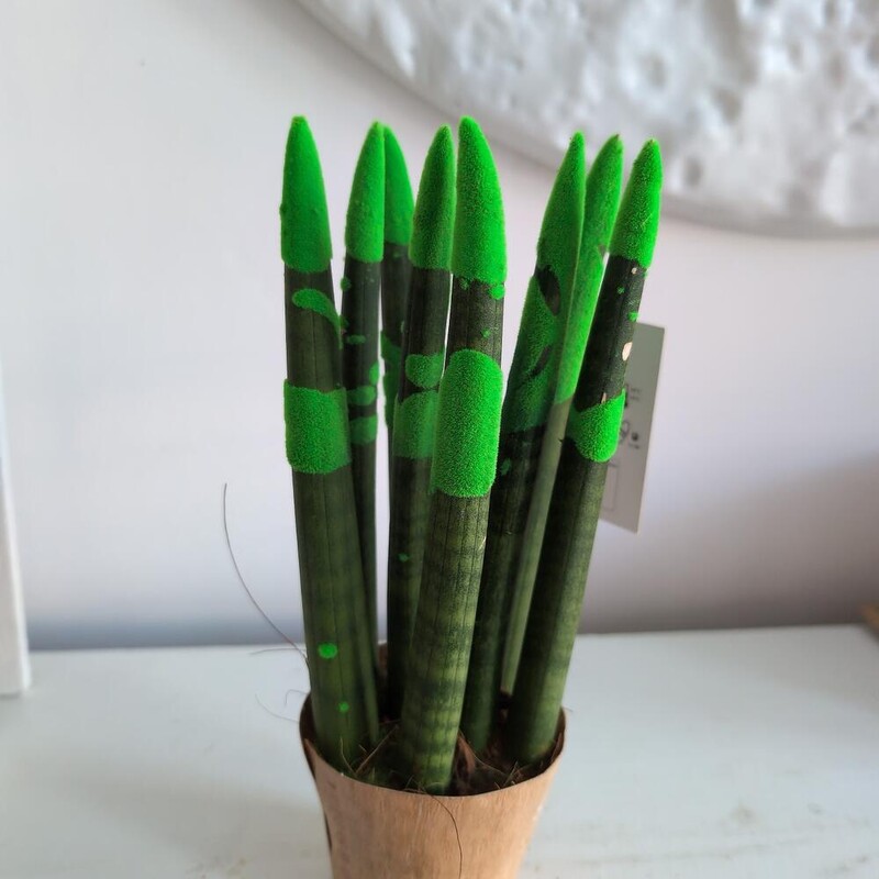 Сансиверия с напылением Зеленый