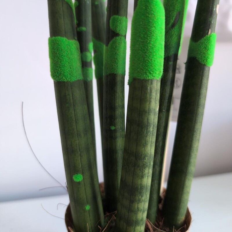 Сансиверия с напылением Зеленый