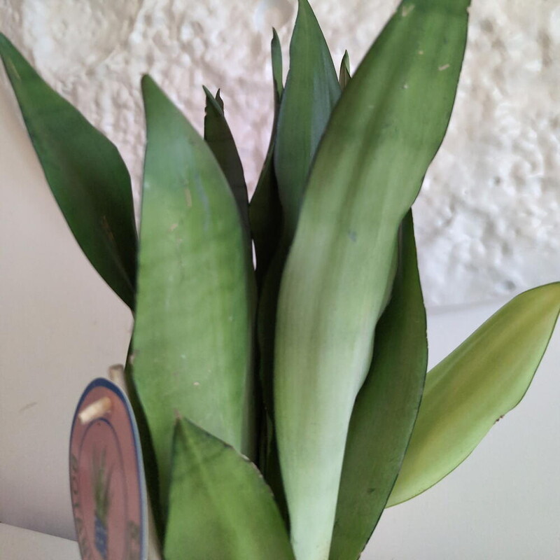 Сансиверия