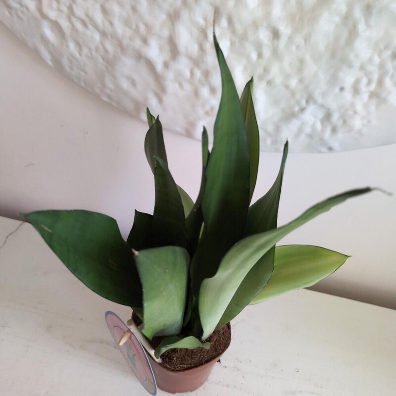 Сансиверия