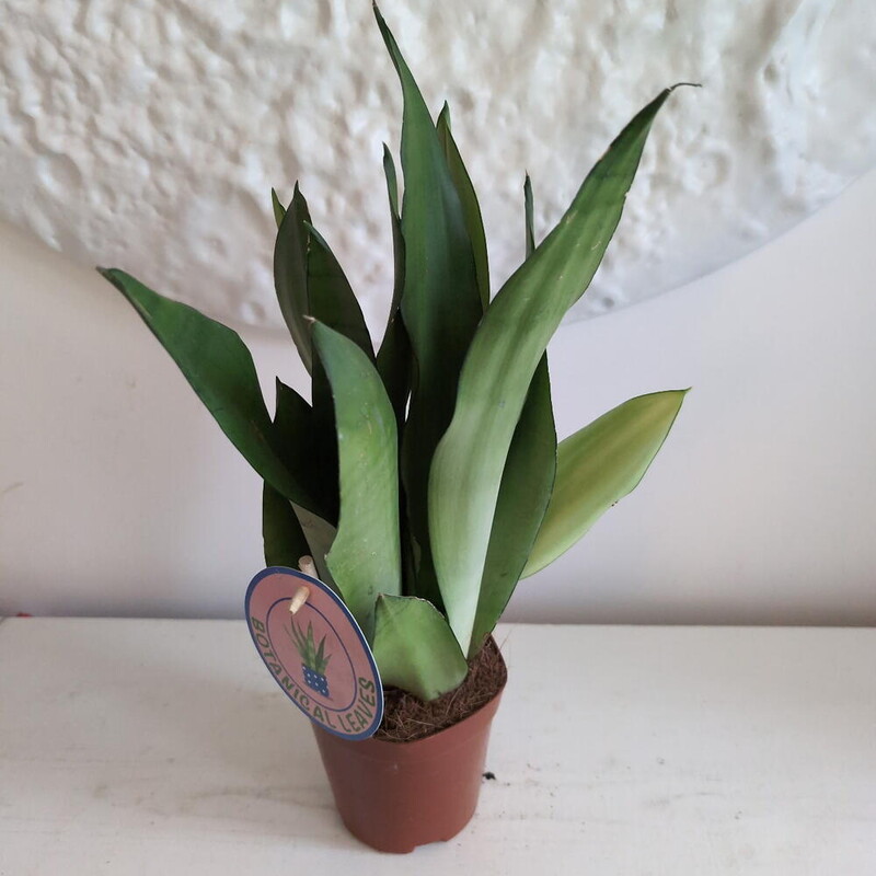 Сансиверия