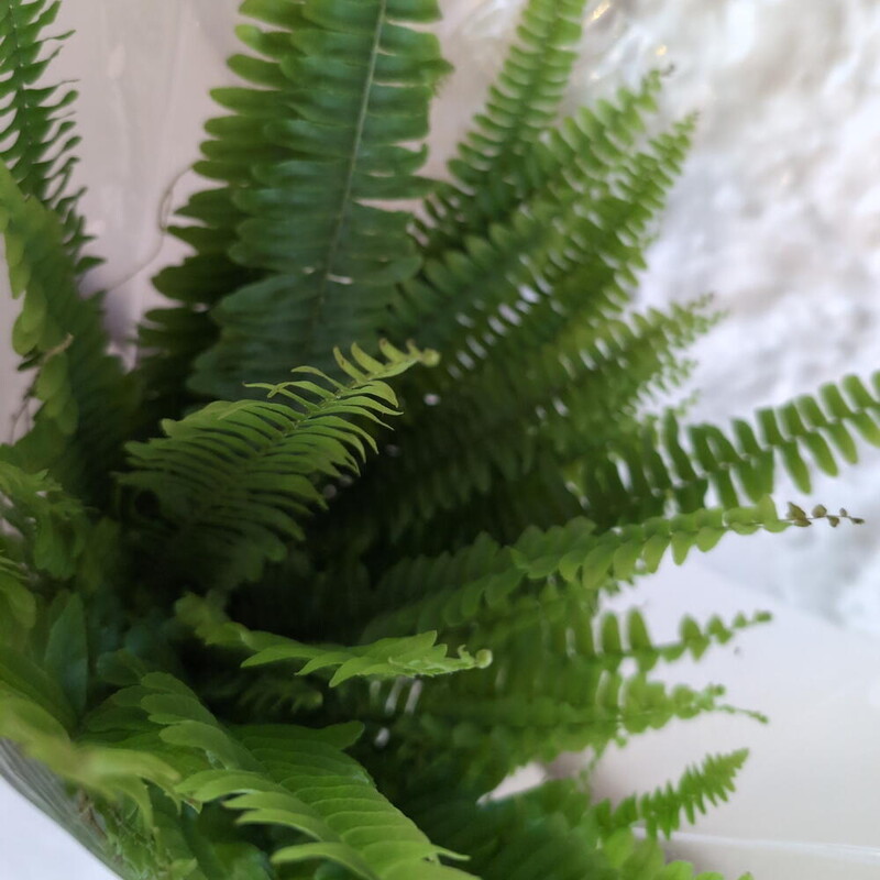 Папоротник