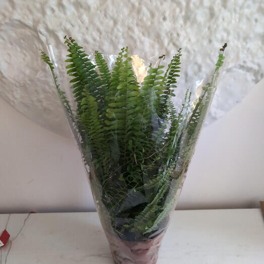 Папоротник