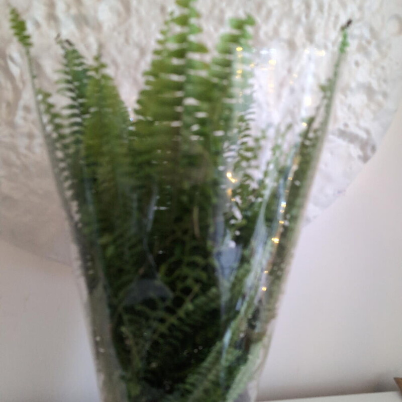 Папоротник