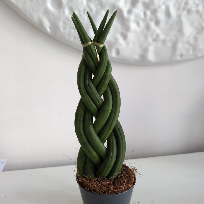 Сансиверия-косичка