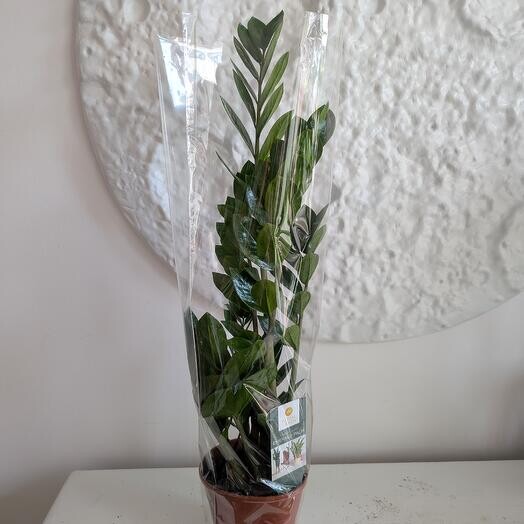 Замиокулькас