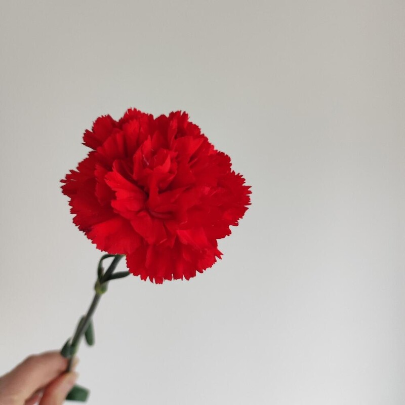 Гвоздика красная