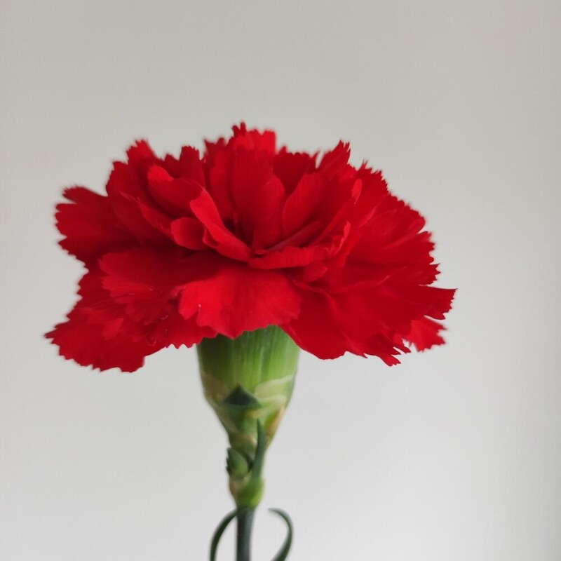 Гвоздика красная