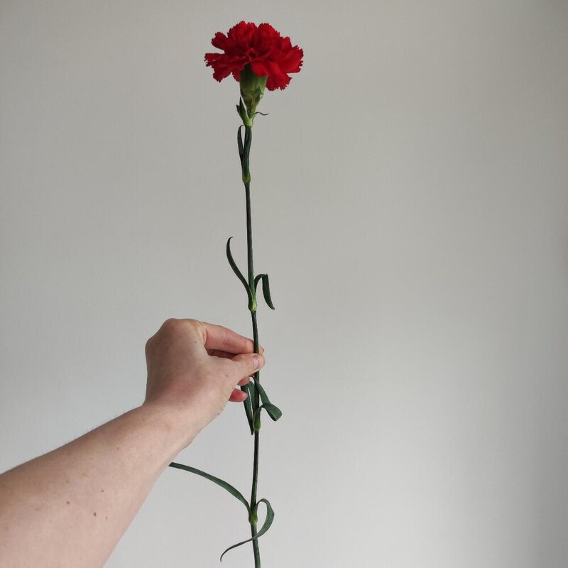 Гвоздика красная