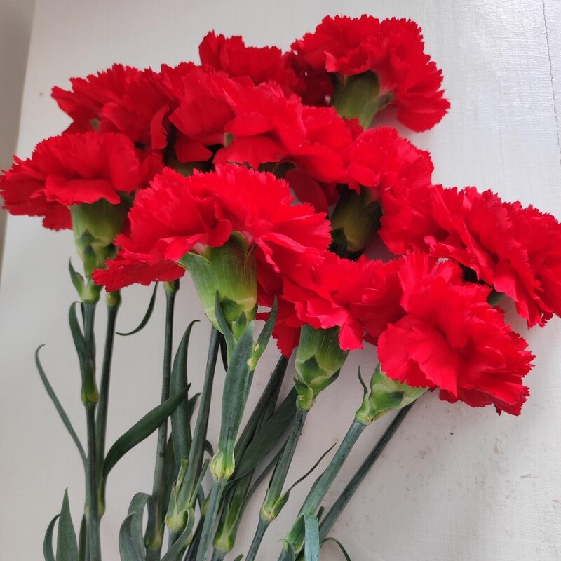 Гвоздика красная