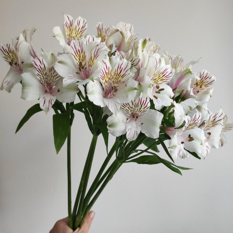 Альстромерия белая