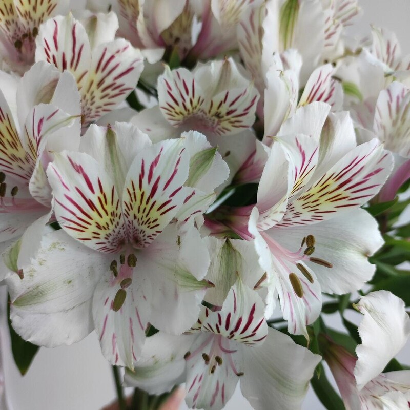 Альстромерия белая