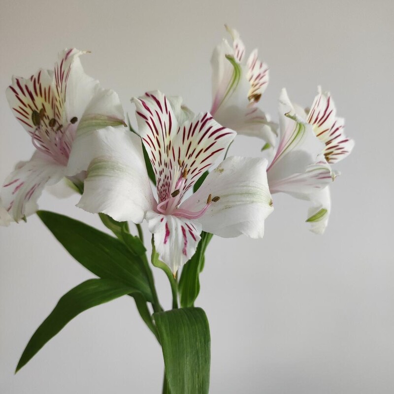 Альстромерия белая