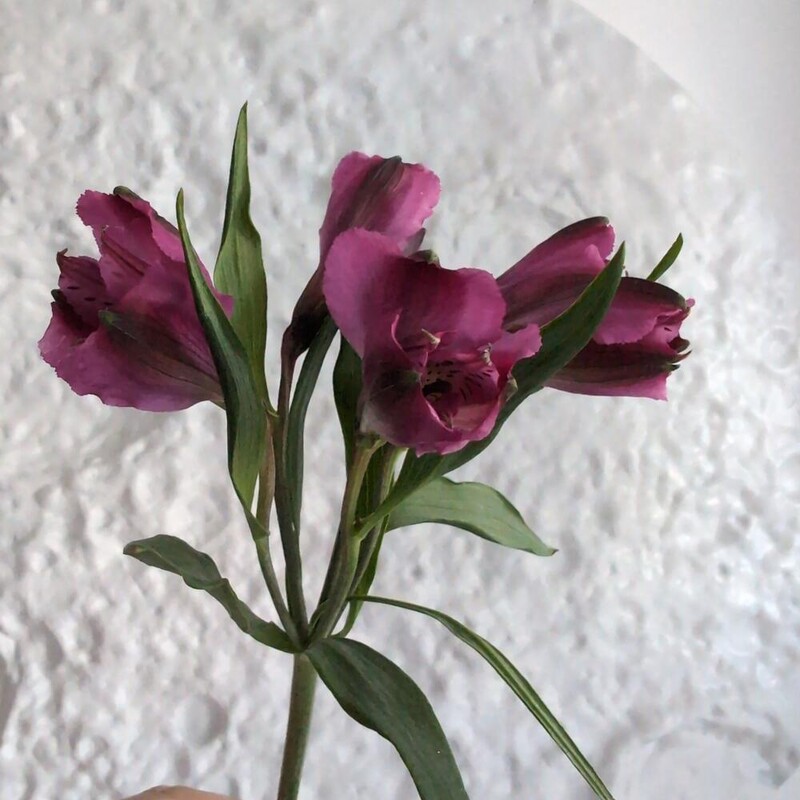 Альстромерия фиолетовая