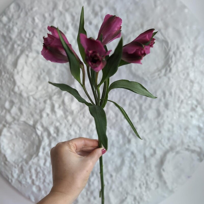 Альстромерия фиолетовая