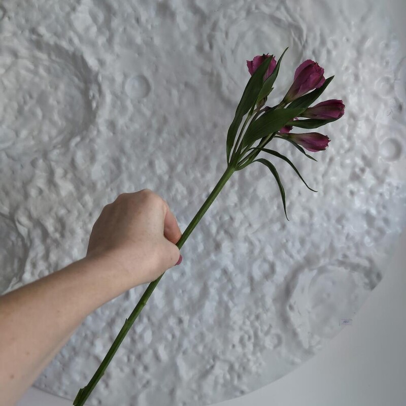 Альстромерия фиолетовая