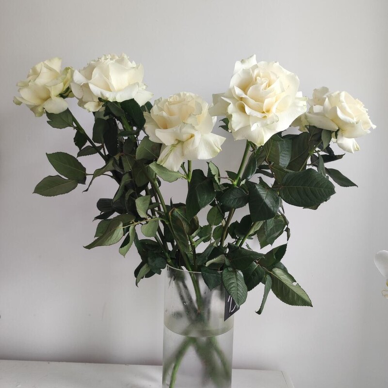 Роза французская белая