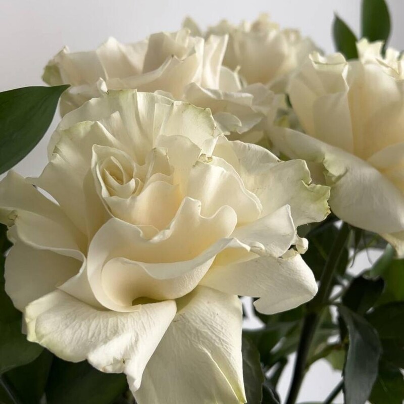 Роза французская белая