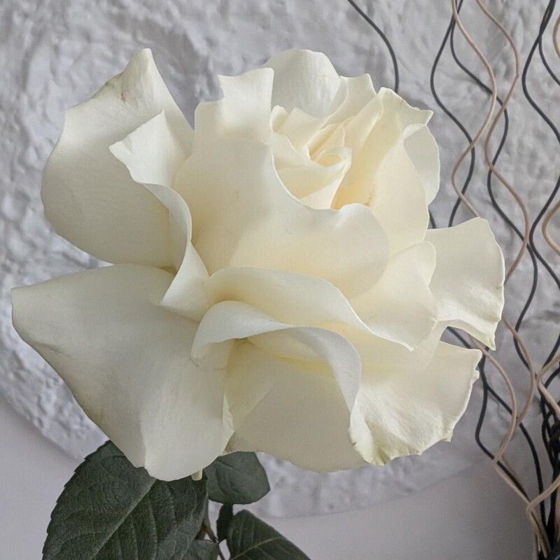 Роза французская белая