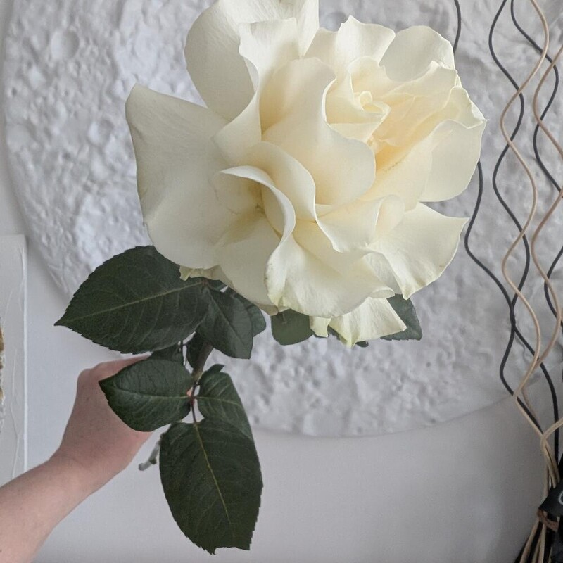 Роза французская белая