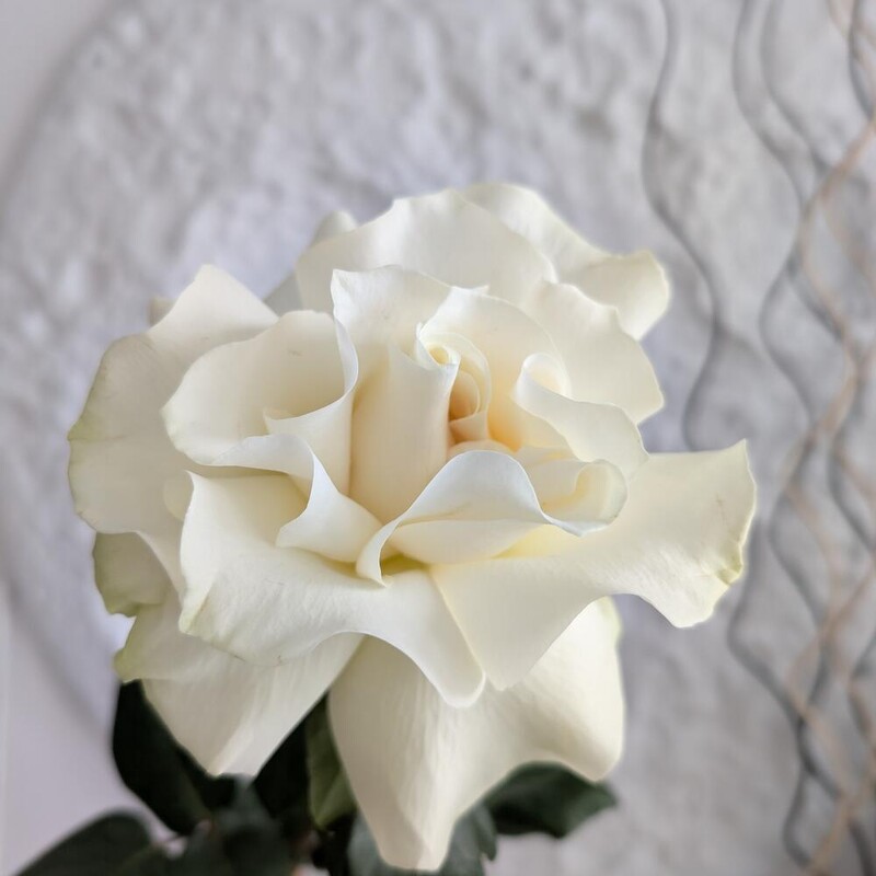 Роза французская белая