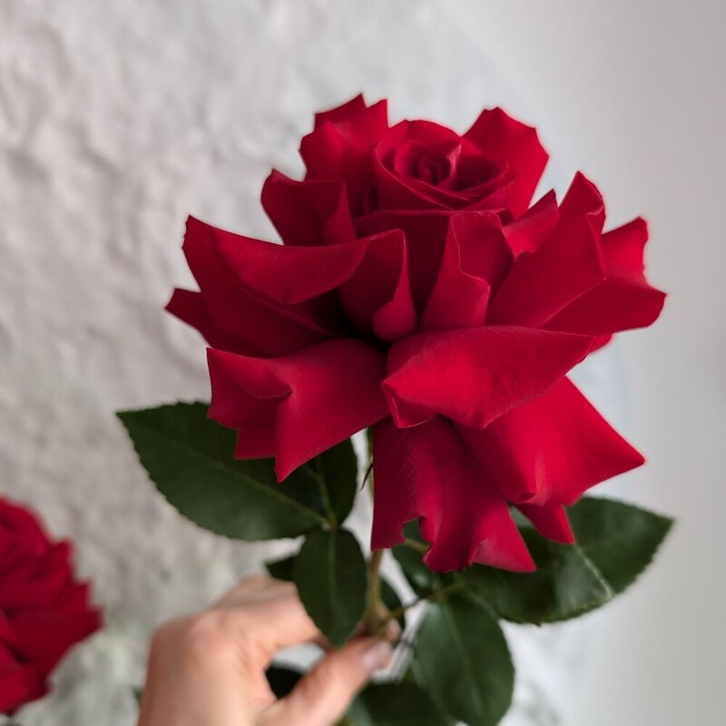 Роза французская красная