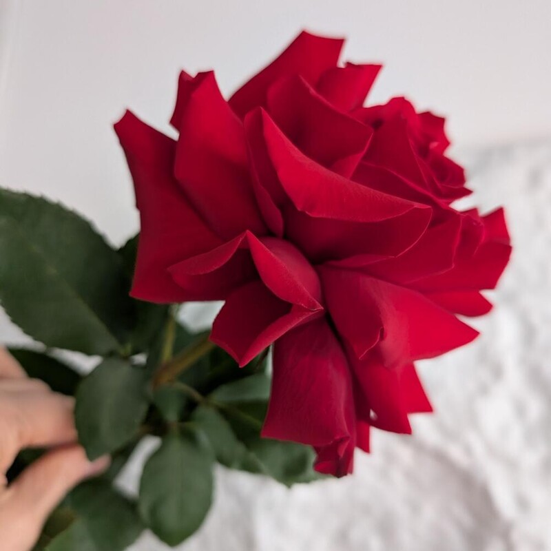 Роза французская красная